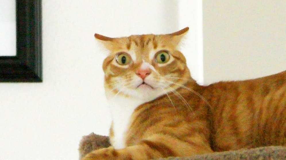 Kedileri Anlama Rehberi: Şapşik Kediler Hangi Duygularda Nasıl Tepki Veriyorlar?