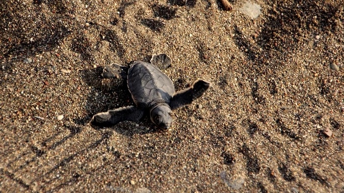 Caretta Caretta Yavruları Denizle Buluştu