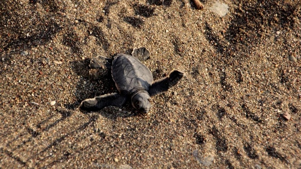 Caretta Caretta Yavruları Denizle Buluştu