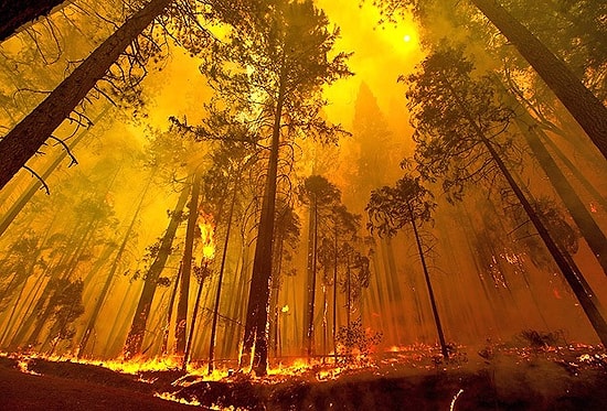 Son 8 Ayda 2 Bin 339 Hektar Alan Kül Oldu