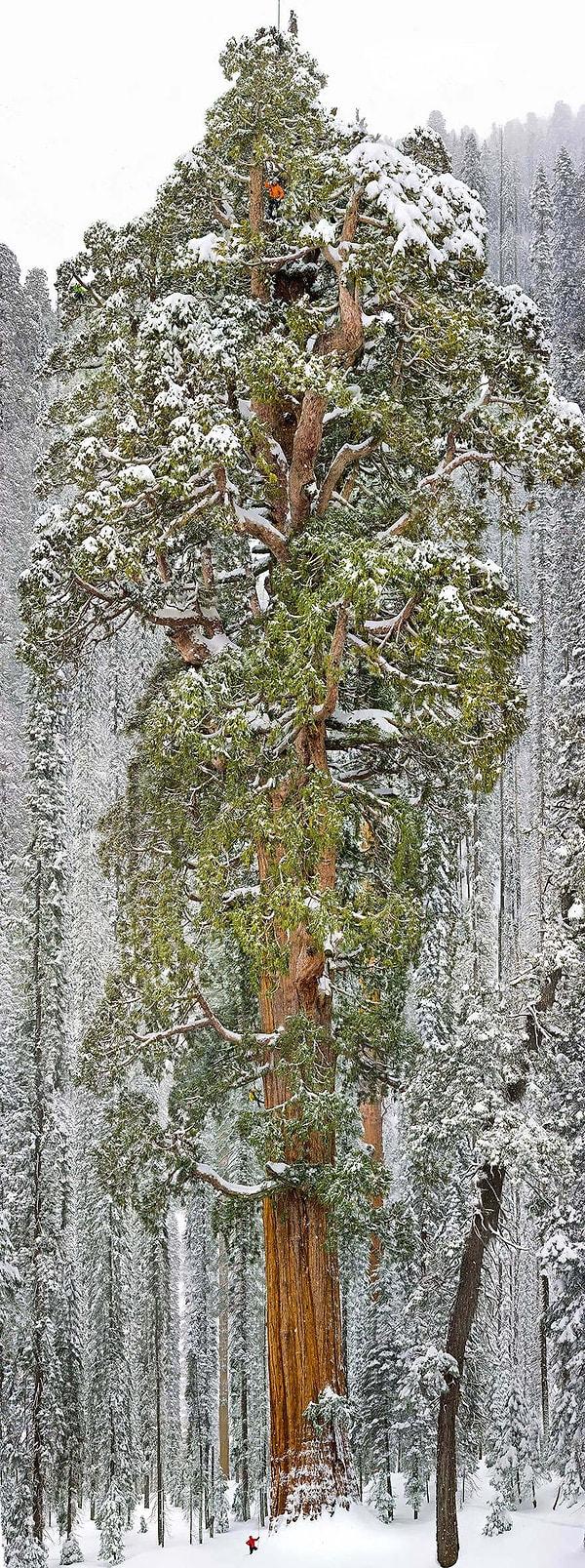 4. Dünya'nın en büyük 2. ağacı, California Sequoia Ulusal Parkı, ABD