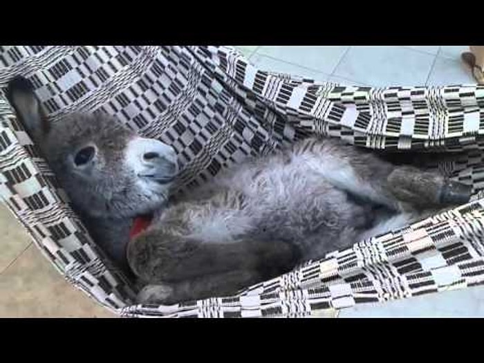 Hamakta Sallanırken Çok Havalı Görünen Sevimli Eşek Sıpası