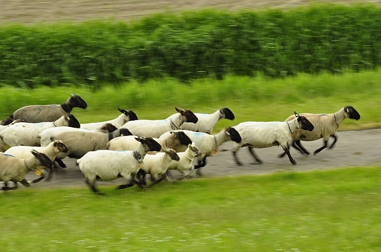 Veterinerlerden Uyarı: Kaçan Kurbanı Kovalamayın