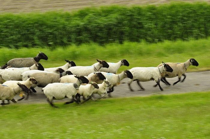 Veterinerlerden Uyarı: Kaçan Kurbanı Kovalamayın