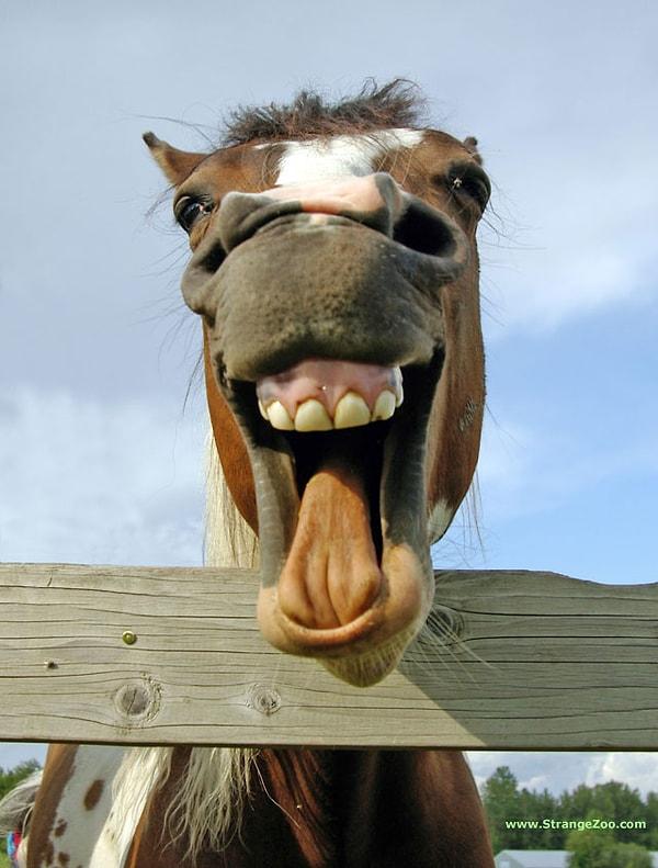 Atların yaşı kesici dişlerinin aşınıp yıpranmasına göre anlaşılır.