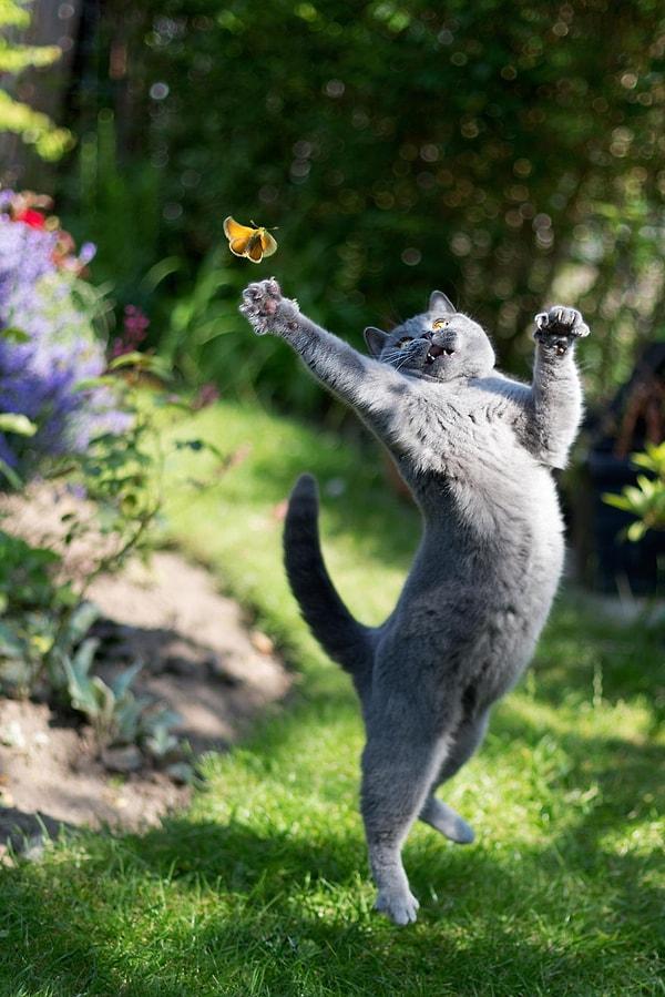 1. Yapacak daha iyi bir işi olmayan kedi, tepesinde gezinen kelebeği yakalamaya karar verirse...
