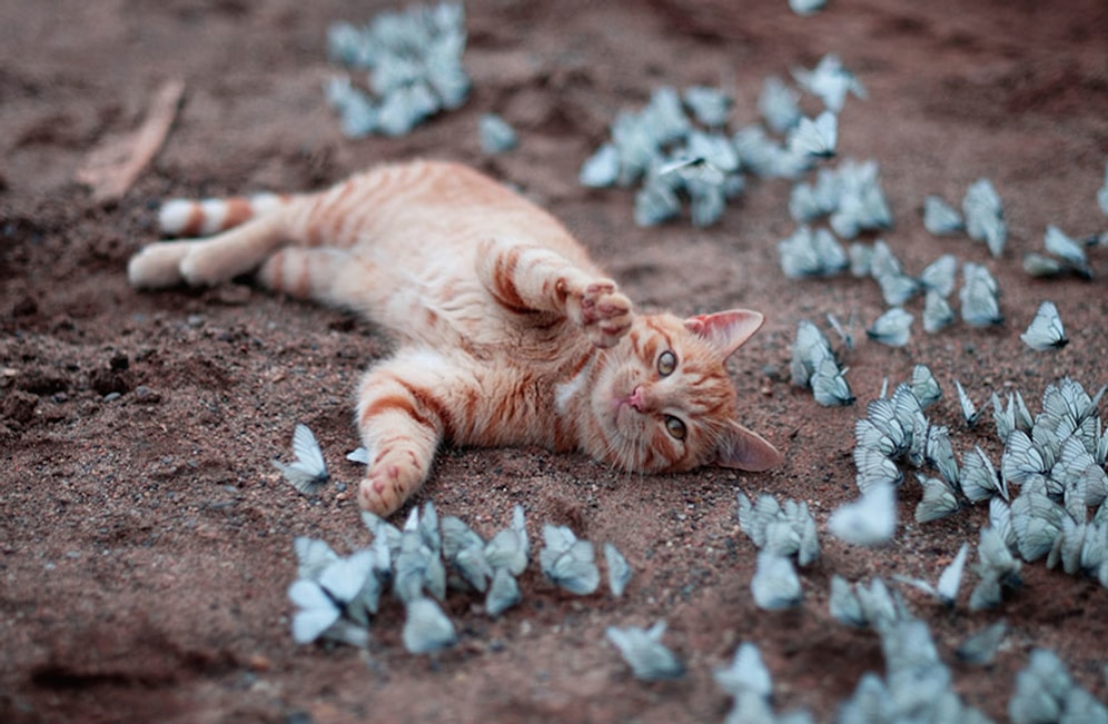 Rengarenk Kelebeklerle Birlikte Poz Verip Şirinliğin Dibine Vuran 17 Hayvan