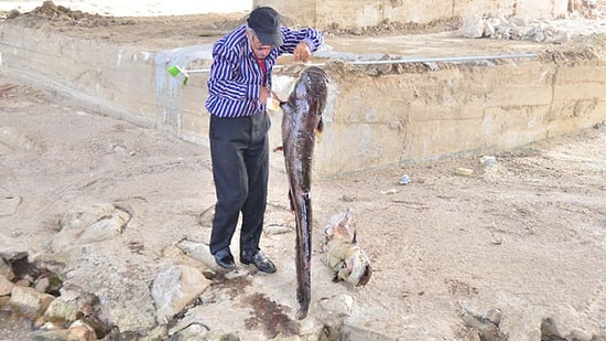 Gediz Nehri'nde Ölü Yayın ve Sazanlar Kıyıya Vurdu