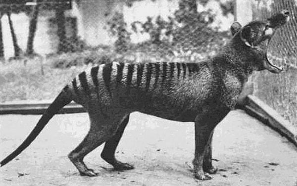 19. Bir Tasmanya kaplanına ait dünya tarihinde çekilmiş son fotoğraf, tür 1933'te yeryüzünden yok oldu.