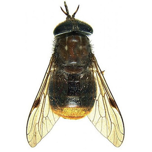 Beyonce - Scaptia beyonceae