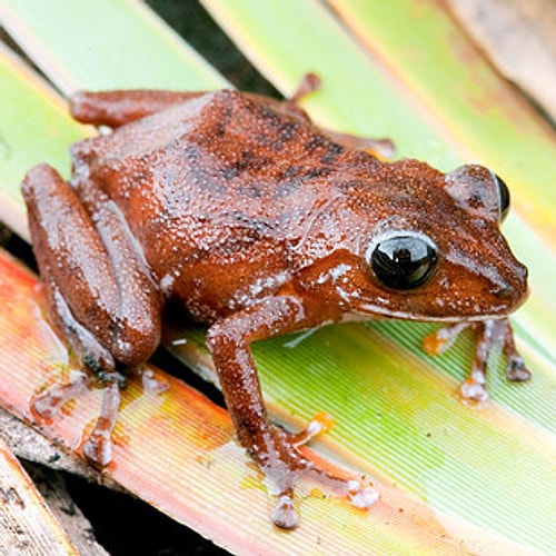 James Cameron – Pristimantis jamescameroni