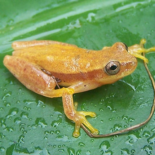 Sting – Dendropsophus stingi