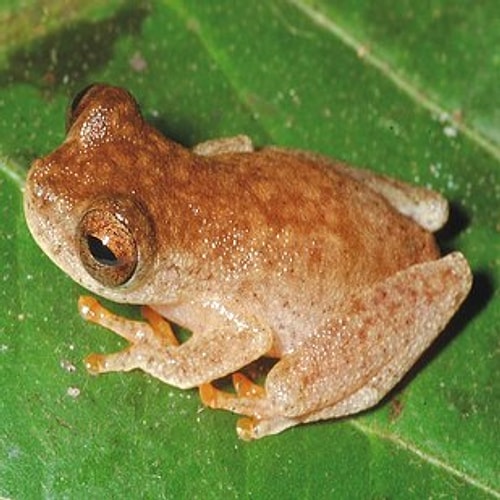 Ozzy Osbourne – Dendropsophus ozzyi