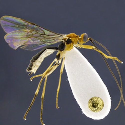 Shakira – Aleiodes shakirae