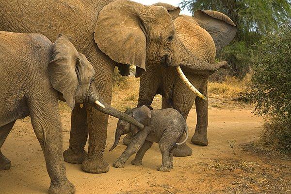 10. ABD ve Çin dünyadaki filleri kaçak avcılıktan kurtarmak adına yakın zamanda bir anlaşma imzaladı.