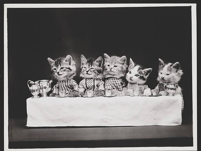 İnternetten Önce de İnsanların Kedileri Fotoğraflamaya Bayıldığının 30 Nostaljik İspatı