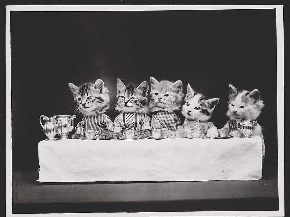 İnternetten Önce de İnsanların Kedileri Fotoğraflamaya Bayıldığının 30 Nostaljik İspatı