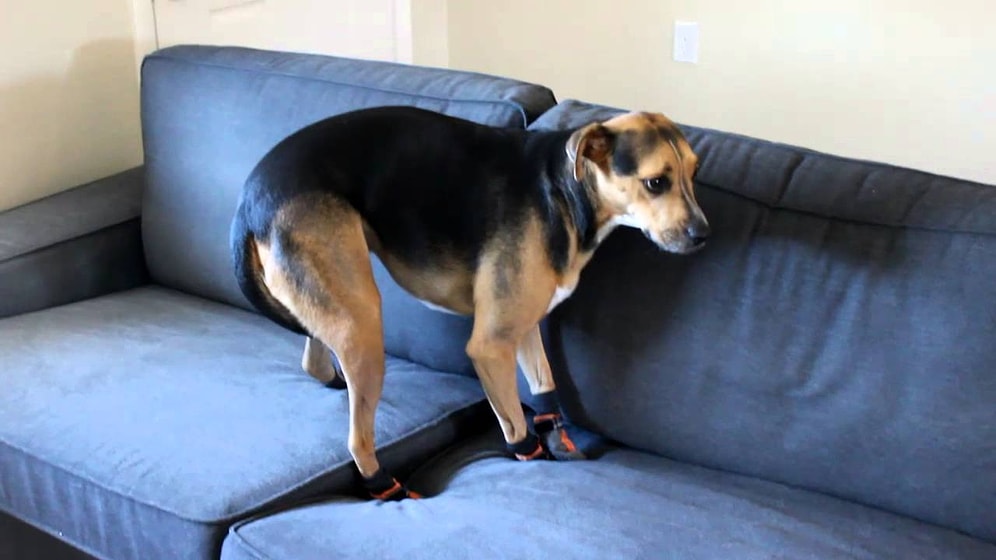 Patilerine Giydirilen Ayakkabıdan Rahatsız Olan Köpek