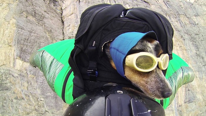 Dünyanın İlk Wingsuit Atlayışını Yapan Köpeği