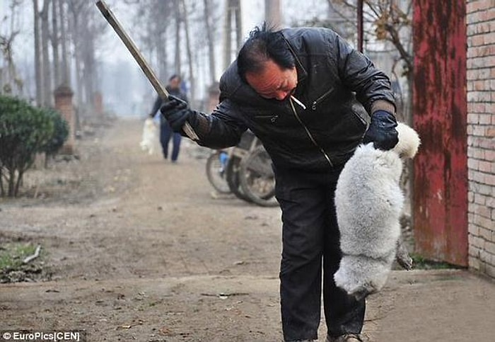 Birazcık Vicdanı Olan Herkesin Kürke Karşı Tavır Almasına Sebep Olacak 17 Kan Dondurucu Fotoğraf