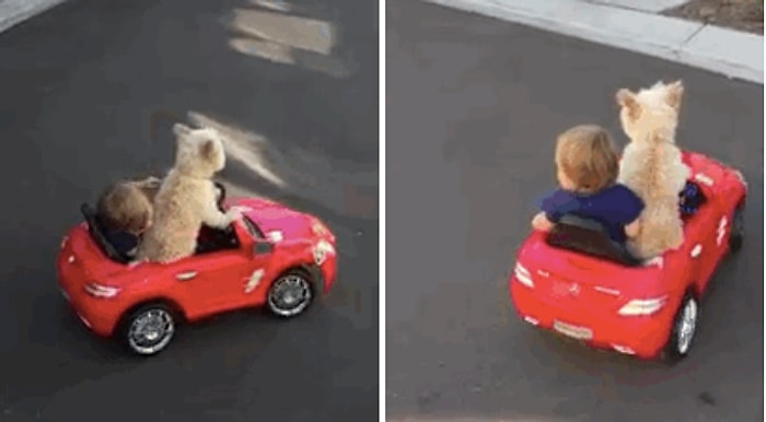 En İyi Arkadaşının Kullandığı Arabayla Gezintiye Çıkan Sevimli Ufaklık