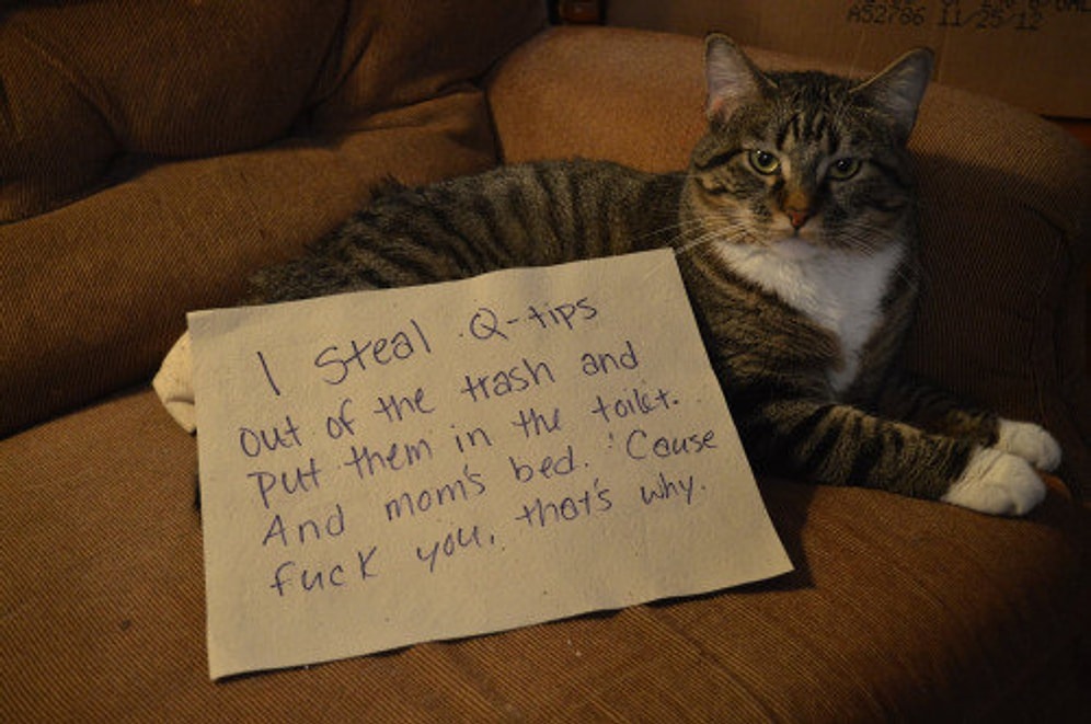 Minnoş Kedilerin Nasıl Birer Baş Belasına Dönüşebileceğini Kanıtlayan 26 Fotoğraf