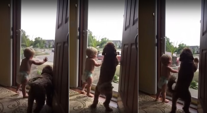 Babasının Eve Gelişini Görünce Heyecandan Çıldıran Ufaklık ve Sevimli Köpeği