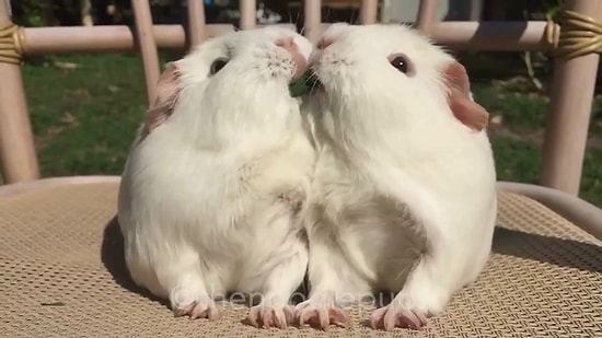 Kalbinizin Erimesine Neden Olabilecek Ot Sapını Kemiren Aşırı Sevimli İkili