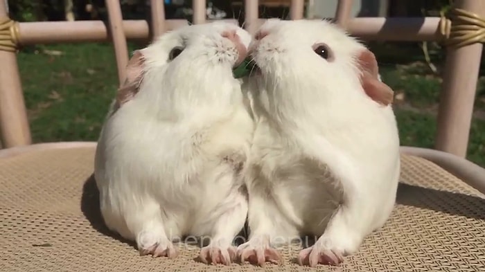 Kalbinizin Erimesine Neden Olabilecek Ot Sapını Kemiren Aşırı Sevimli İkili