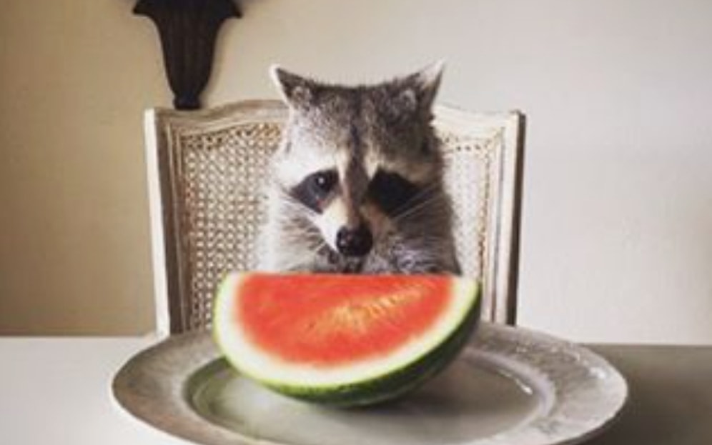 Yetim Kalan Rakunu Evlat Edinen Aile ve Sonrasında Kendini Köpek Sanan Rakun