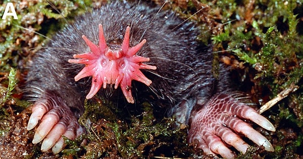 28. Звездонос