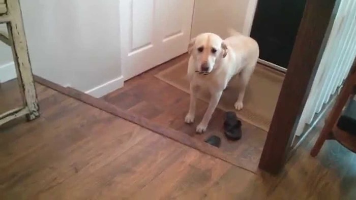 Basamak Çıkmakta Epeyce Zorlanan Sevimli Köpek