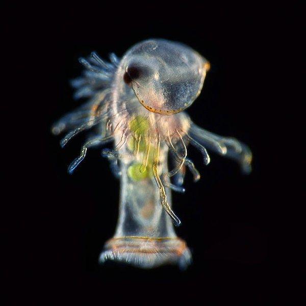 19. Nal kurdunun planktonik larvası - Dr. Richard R. Kirby.
