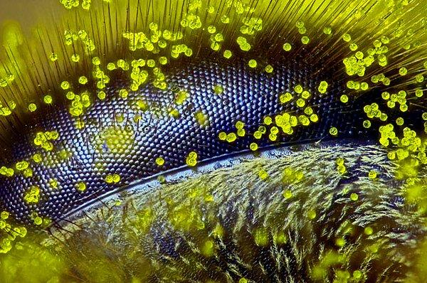 1. Karahindiba polenleri bulaşmış bir arı gözü - Ralph Claus Grimm.
