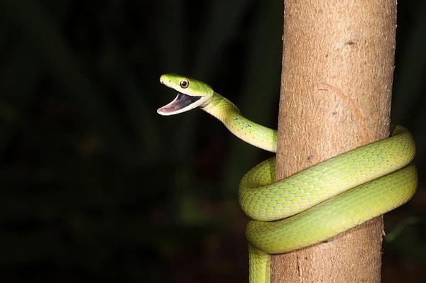 5. Opheodrys aestivus (Böcek yiyen ağaç yılanı)