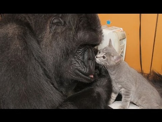 Goril Koko, İnanılmaz Tatlı Yeni Kedi Arkadaşları ile Tanıştı