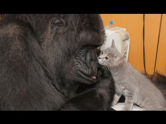 Goril Koko, İnanılmaz Tatlı Yeni Kedi Arkadaşları ile Tanıştı