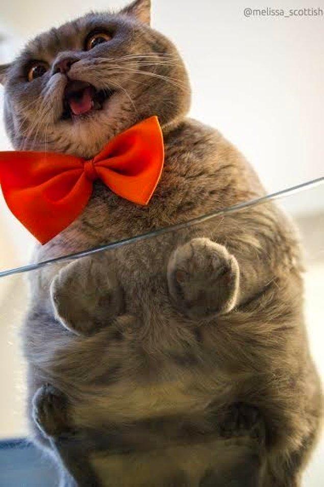 15. A red bowtie and a cat. Say no more.