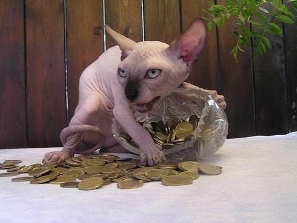 23. Paranın dibine vuran paragöz kedi