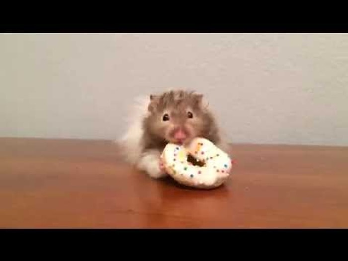 Ufacık Bir Donut Gününüzü Eğlenceli Kılmak İçin Yeter Hele ki Bu Minik Hamsterla