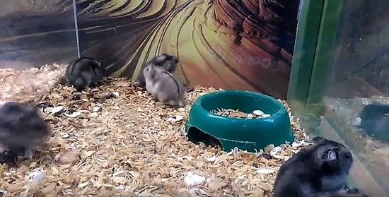 'Millet Bakın Ben Ne Yapabiliyorum' Dercesine Seri Şekilde Ters Takla Atan Hamster