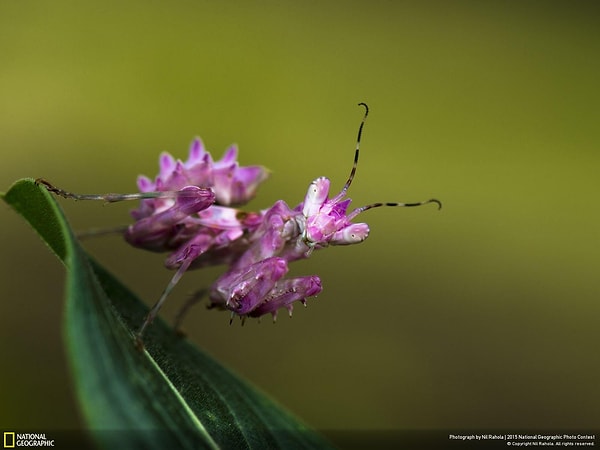 3. Франсвиль, Габон