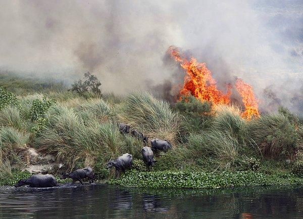 10. Hindistan'da bulunan Yamuna Nehri'nde çıkan yangından kaçan bufalolar. (9 Haziran)