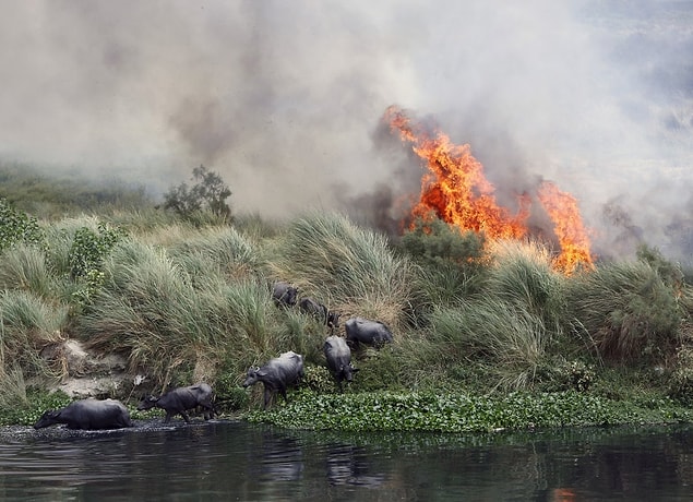 10. Hindistan'da bulunan Yamuna Nehri'nde çıkan yangından kaçan bufalolar. (9 Haziran)