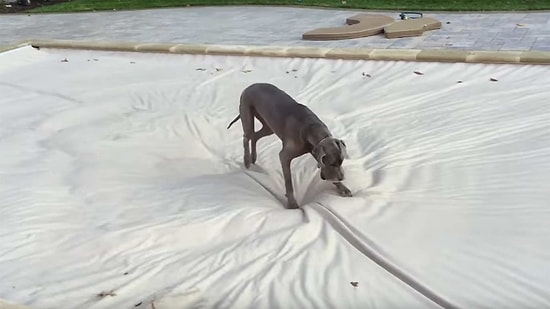 Devasa Su Yatağında Eğlencenin Zirvesine Çıkan Kocaman Köpek