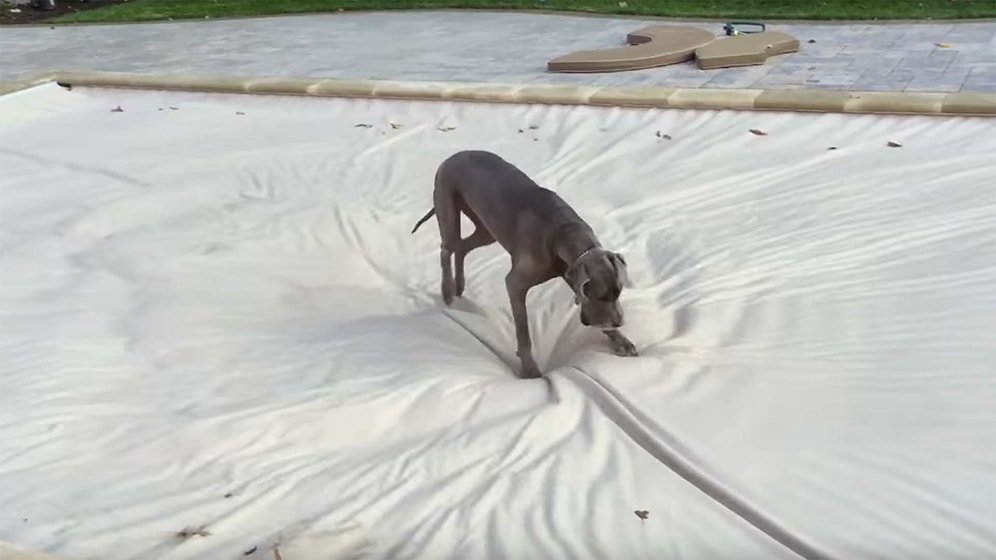 Devasa Su Yatağında Eğlencenin Zirvesine Çıkan Kocaman Köpek