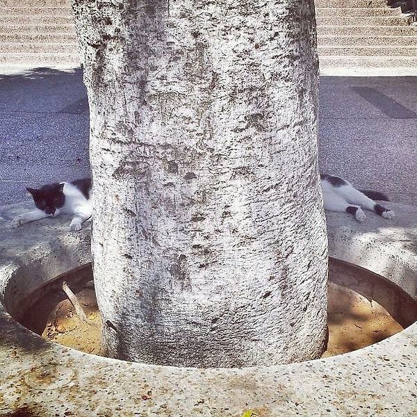 19. Самая длинная кошка - 2