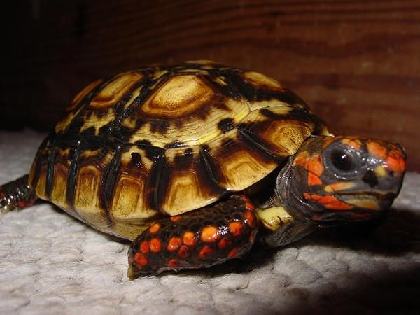 9. Kırmızı ayaklı tosbağa (Red footed tortoise)