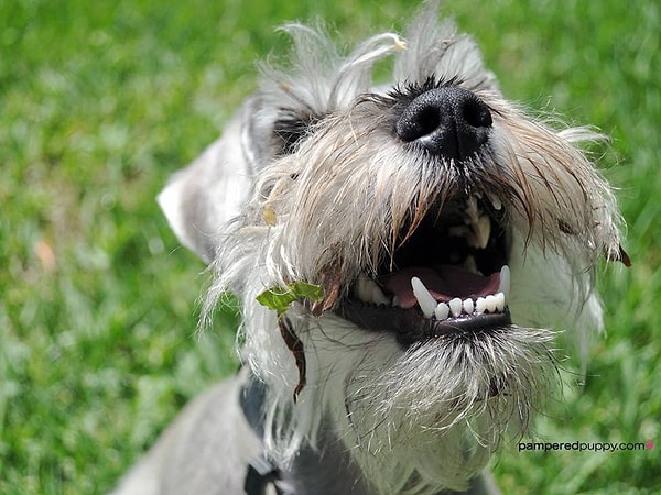 11. Побыть на природе - лучший выходной для собаки! Впрочем, и для человека наверное тоже