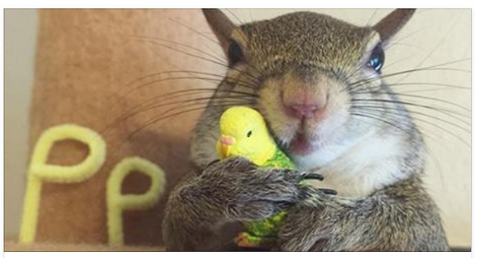 Kasırgadan Kurtarılan Sincap Hem Ailenin En Minnoş Üyesi Hem de Instagram Fenomeni Oldu